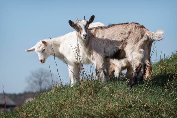 istock Two white and brown goatlings on the hill 1059566840