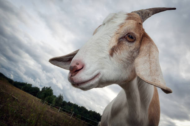 istock Nubian goat profile with horns 1059567164