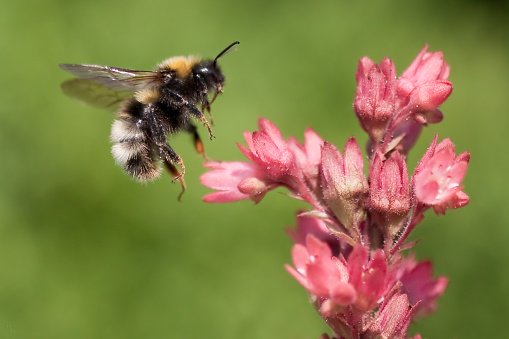 Bumblebee flies to a red flower plant