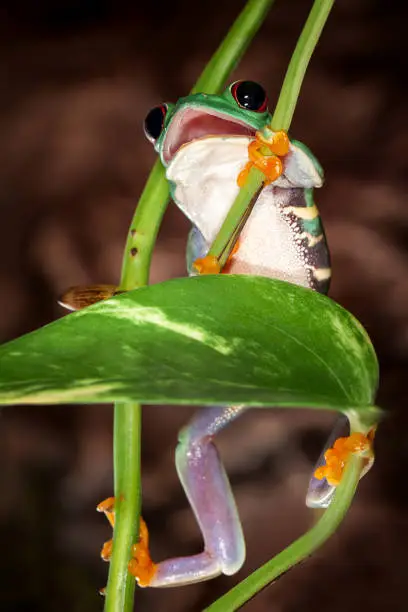 Red eyed tree frog with open mouth climbs up on the plant stem