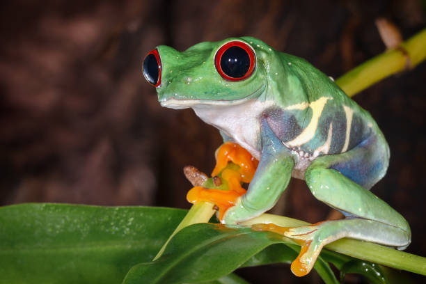 istock Red eyed tree frog sitting on the pitcher plant stem 1059567298