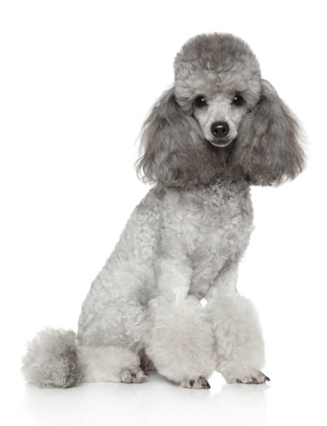 istock Groomed gray Poodle on white 1059567342