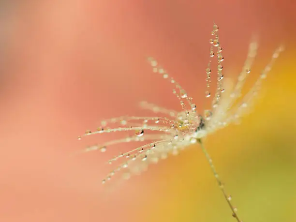 Macro of dandelion fluff covered with water droplets on dreamy orange / green and yellow background