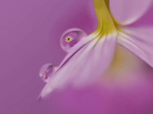 Abstract macro of pink / purple flower with water droplets with reflection of flower