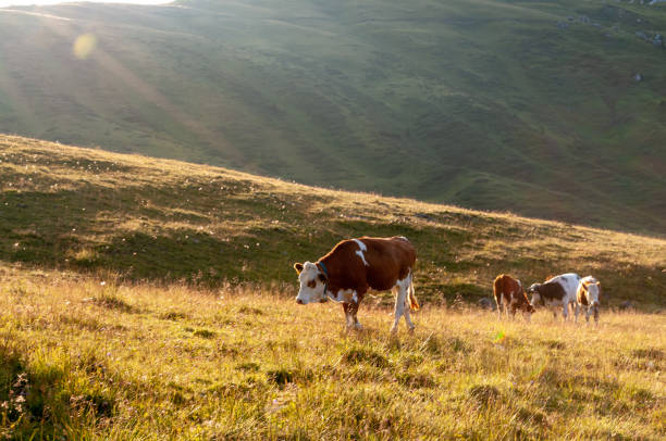 A cow grazing in a pasture in the Italian Dolomite Mountains
