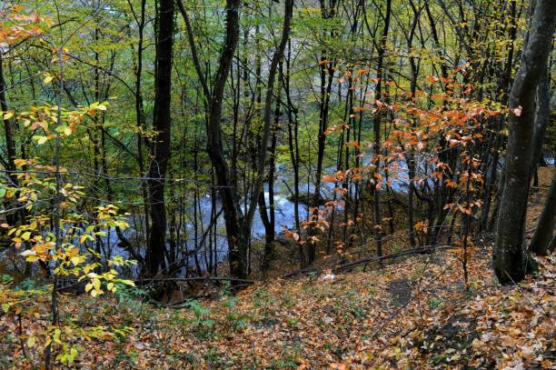 istock autumn landscape in the forest by the river 1059577140