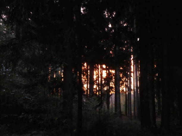 istock sunrise in the forest with red sky clouds in bavaria 1059580996