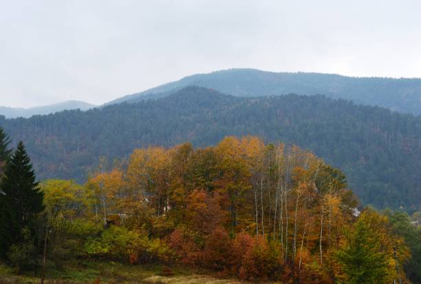 istock autumn landscape in the forest 1059583320
