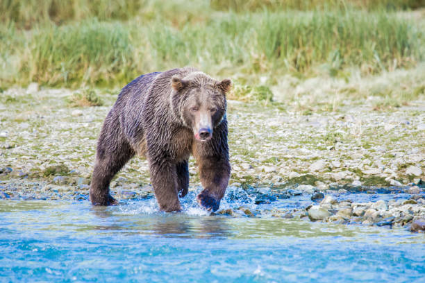 istock Bear in Katmai, Alaska 1059583360