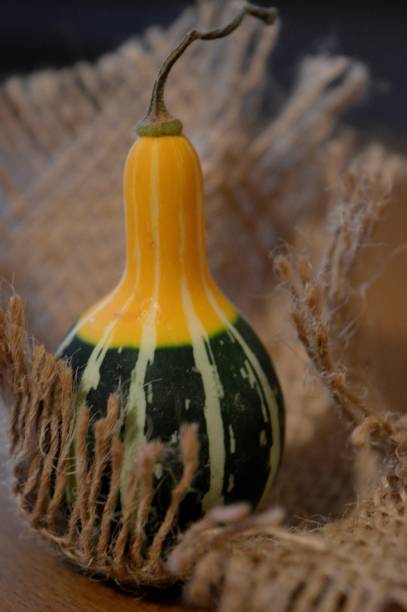 istock small colorful zucchini on canvas 1059584188