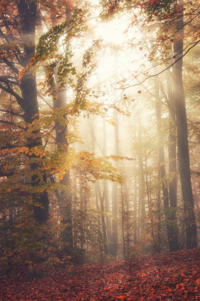 istock Autumn misty forest in sunlight, nature fall colors vertical background 1059588550