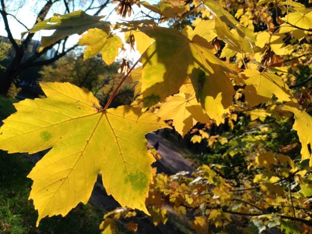 istock Maple leaves close up in autumn landscape 1059590614