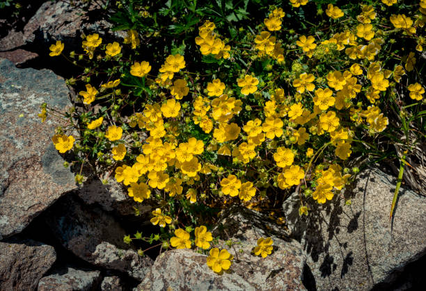 istock Blooming beautiful colorful wild flowers in view 1059592514