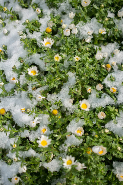 istock Early flowers oof the spring under snow 1059593060