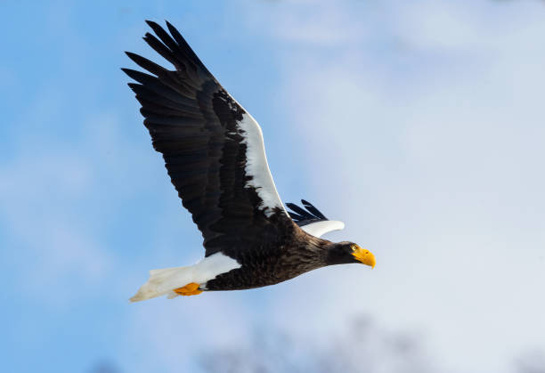 istock Adult Steller's sea eagle in flight. 1059593382