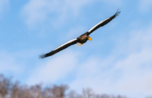 istock Adult Steller's sea eagle in flight. 1059593440