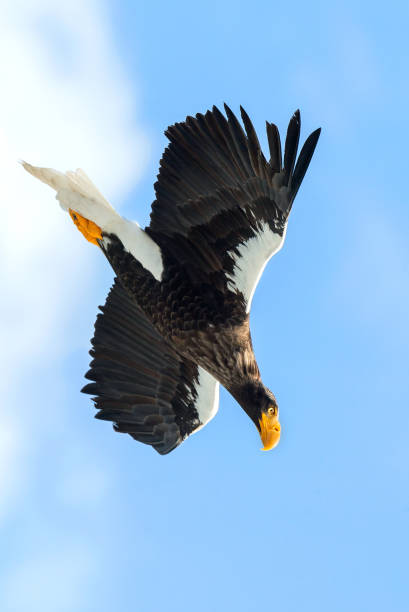 istock Adult Steller's sea eagle in flight. 1059593606