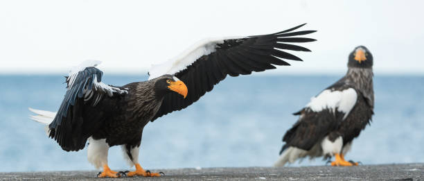 istock Adult Steller's sea eagle landed. 1059594798