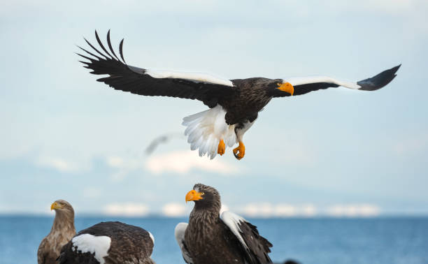 istock Adult Steller's sea eagle in flight. 1059594946