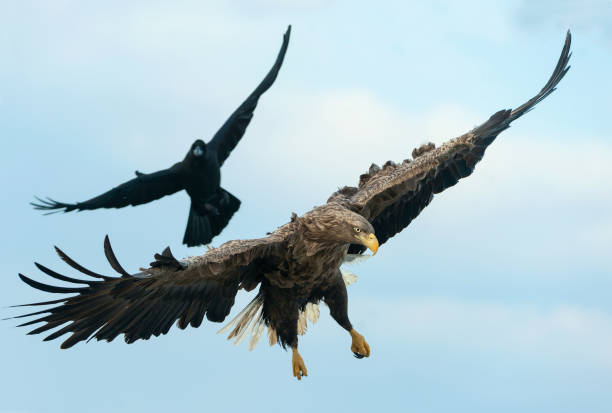 Raven and  White tailed eagle in flight. Raven and  White tailed eagle in flight.  Scientific name: Haliaeetus albicilla, also known as the ern, erne, gray eagle, Eurasian sea eagle and white-tailed sea-eagle. lough erne photos stock pictures, royalty-free photos & images