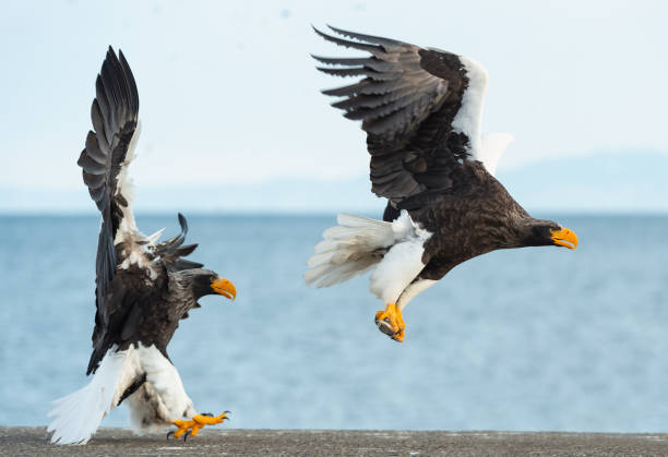 istock Adult Steller's sea eagle in flight. 1059595148