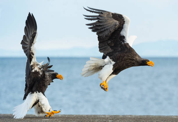 istock Adult Steller's sea eagle in flight. 1059595188