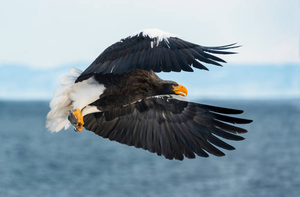 istock Adult Steller's sea eagle in flight. 1059595266