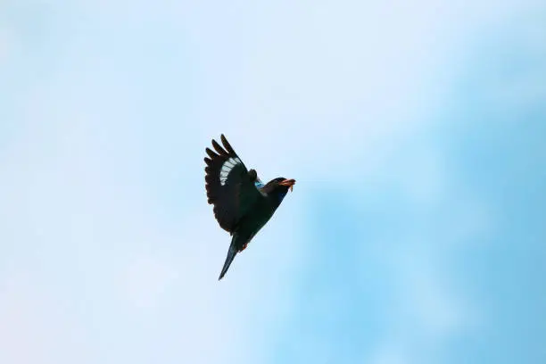 Photo of VH510 flying of blue-bird