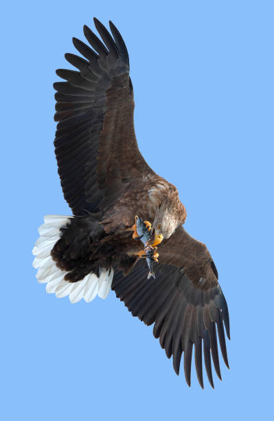 istock Adult White-tailed eagle with fish in flight. 1059599898
