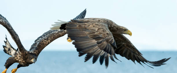 istock Adult White tailed eagle in flight. 1059601458