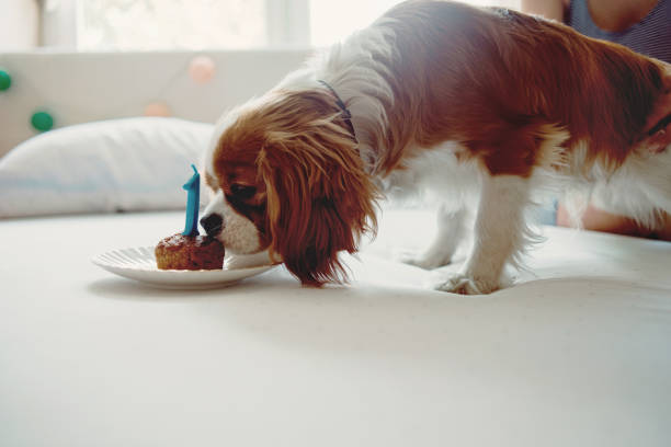istock celebrating humans best friend birthday 1059601624