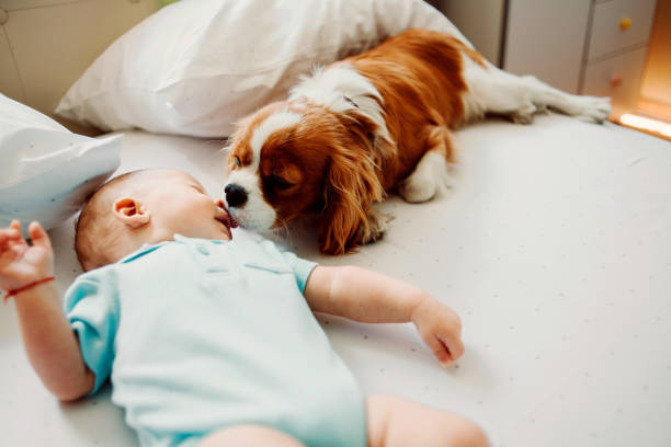 wake up little human i wanna play