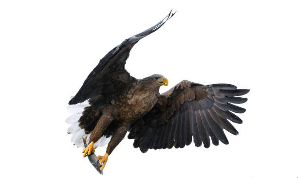 istock Adult White tailed eagle with fish in flight. 1059601754