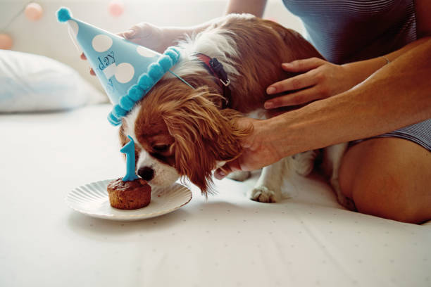 istock celebrating humans best friend birthday 1059601926