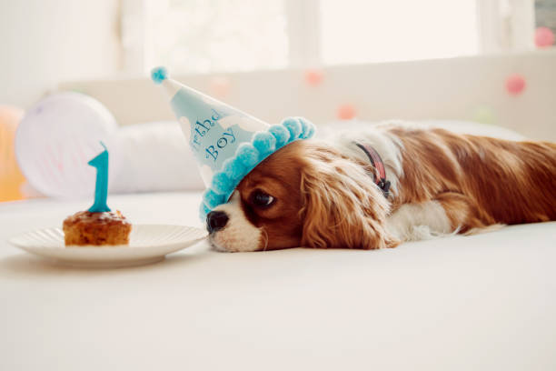 celebrating humans best friend birthday