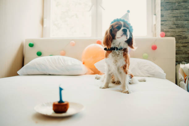 istock celebrating humans best friend birthday 1059602656