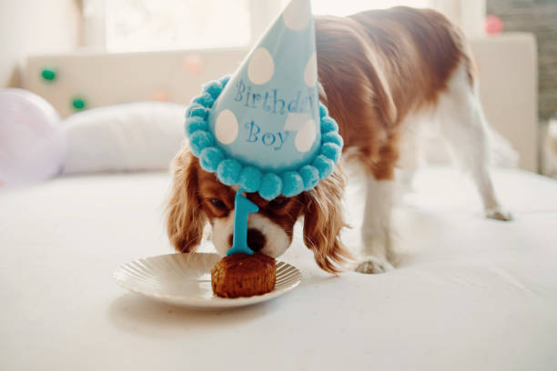 istock celebrating humans best friend birthday 1059602692