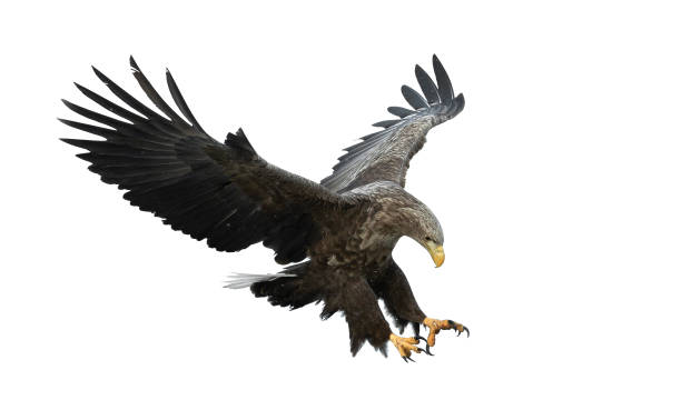 Adult White-tailed eagle in flight. Adult White-tailed eagle in flight. Isolated on White background. Scientific name: Haliaeetus albicilla, also known as the ern, erne, gray eagle, Eurasian sea eagle and white-tailed sea-eagle. lough erne photos stock pictures, royalty-free photos & images