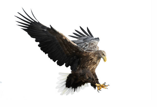 erwachsenen seeadler im flug. - white tailed eagle sea eagle eagle sea stock-fotos und bilder