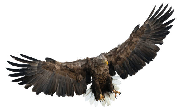 istock Adult White-tailed eagle in flight. 1059602758