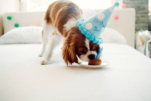 celebrando el cumpleaños de amigo mejor seres humanos - perro primer cumpleaños fotografías e imágenes de stock