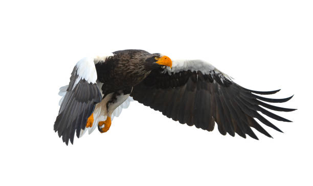 istock Adult Steller's sea eagle in flight. 1059602964