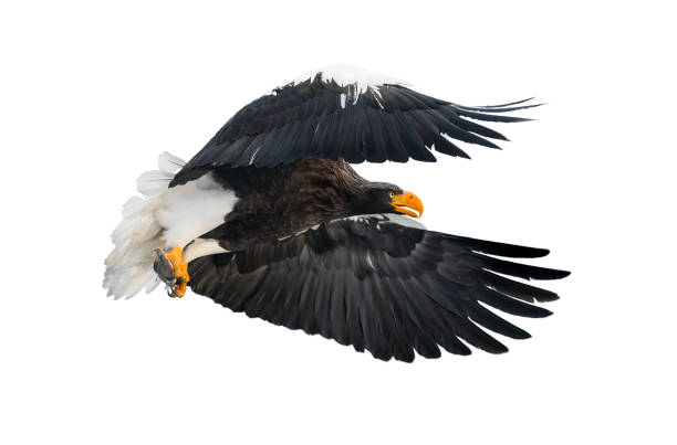 istock Adult Steller's sea eagle with fish in flight. 1059602974