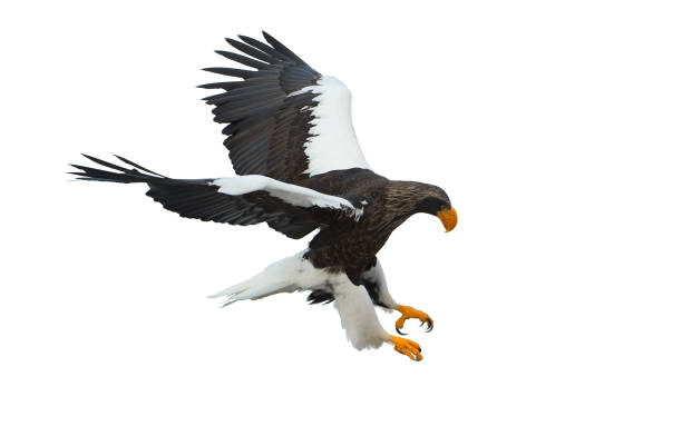 istock Adult Steller's sea eagle in flight. 1059603046