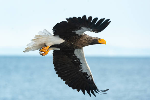 istock Adult Steller's sea eagle in flight. 1059604614