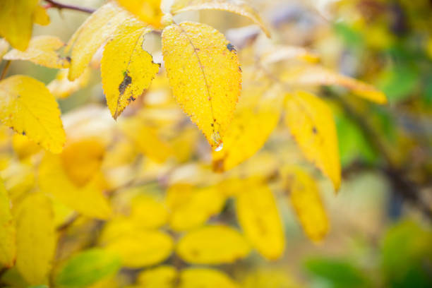 istock Rowan leaves close-up on the tree branch 1059604848