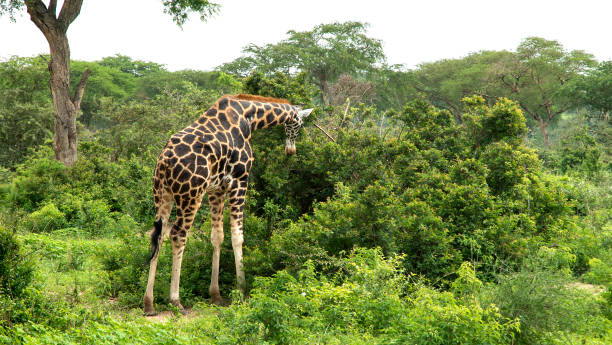 istock A Giraffe in Murchison falls national park 1059604968