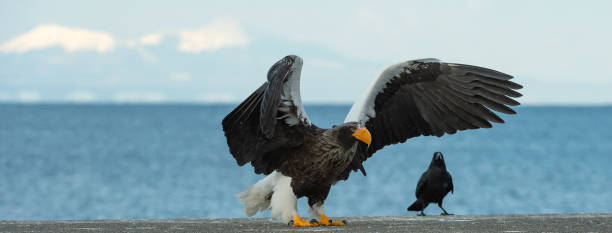 istock Adult Steller's sea eagle landed. 1059604980