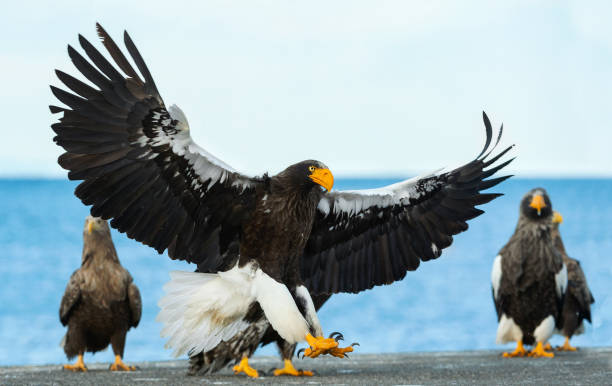 istock Adult Steller's sea eagle landed. 1059605000