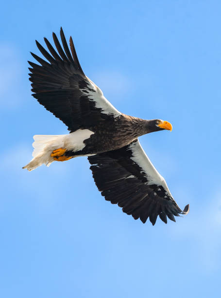 istock Adult Steller's sea eagle in flight. 1059605356